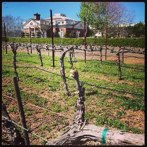 Monticello Vineyards - Corley Family Napa Valley photo