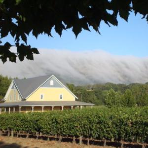Altamura Winery & Vineyards photo