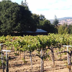 Bardessono Vineyards photo