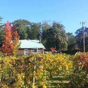 Barlow Vineyards photo