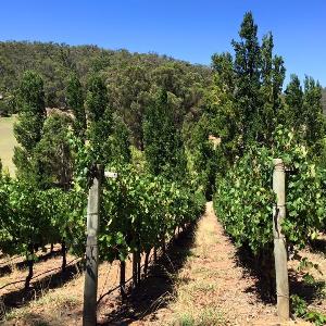 Brookdale Vineyards photo