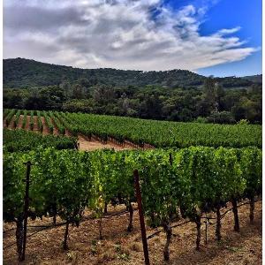 Bryant Family Vineyard photo