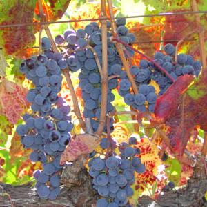 Crane Family Vineyards photo