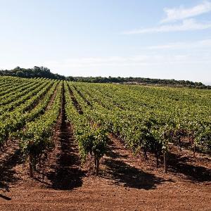 David Arthur Vineyards photo