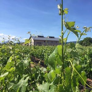 Fleury Estate Winery photo