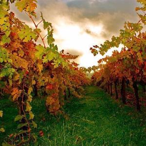 Ilsley Vineyards photo