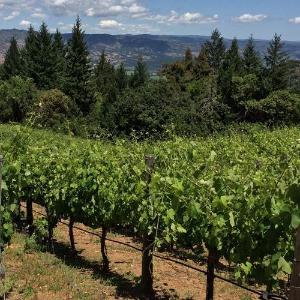 Lagier Meredith Vineyard photo