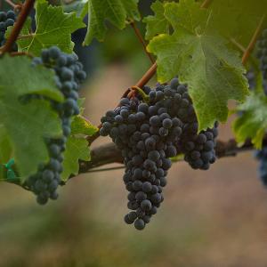 Mario Bazan Cellars photo