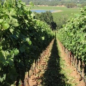 Match Vineyards photo