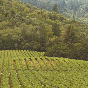 Vine Hill Ranch photo