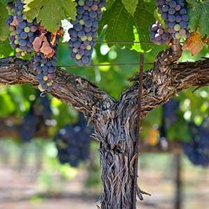 Designated Drivers Napa Sonoma photo