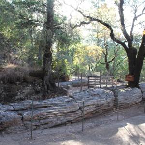 Petrified Forest photo