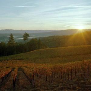 Pestoni Family Estate Winery photo