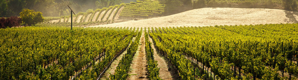 Beringer Vineyards in Napa Valley