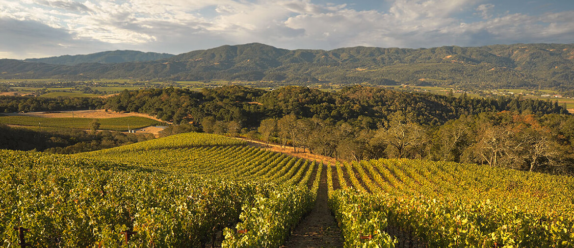 Napa Valley vineyard landscape