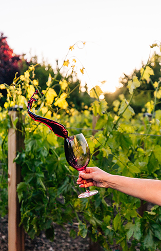 in the vineyards, Carneros Resort