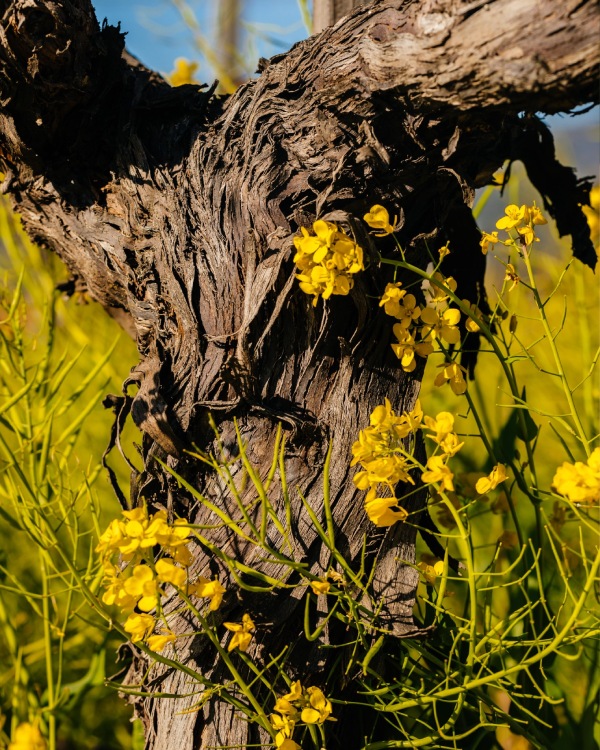 Frog’s Leap Winery