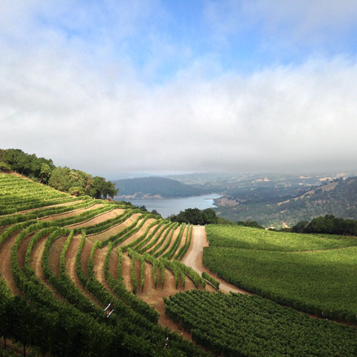 Artisanal Winemaking & Tasting Tour at Gandona Estate