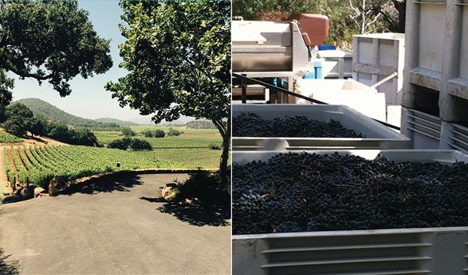 gargiulo-vineyards-680