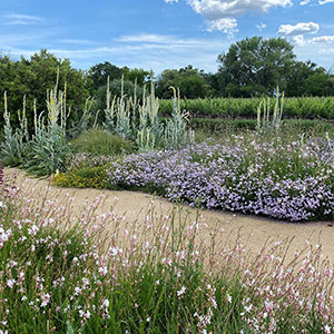 Groth Vineyards & Winery