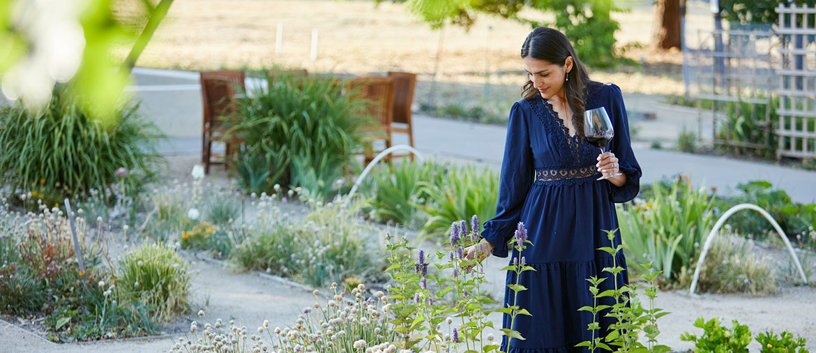 grape vineyard rows landscape