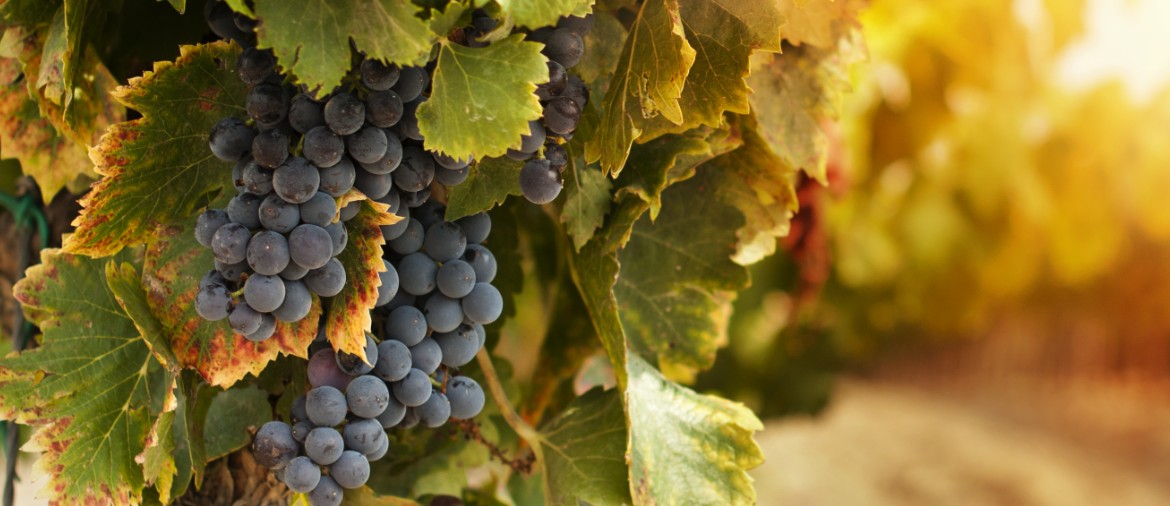 harvest-grapes-vineyard-1170×506