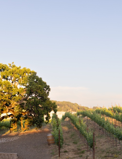 The Meritage Resort and Spa