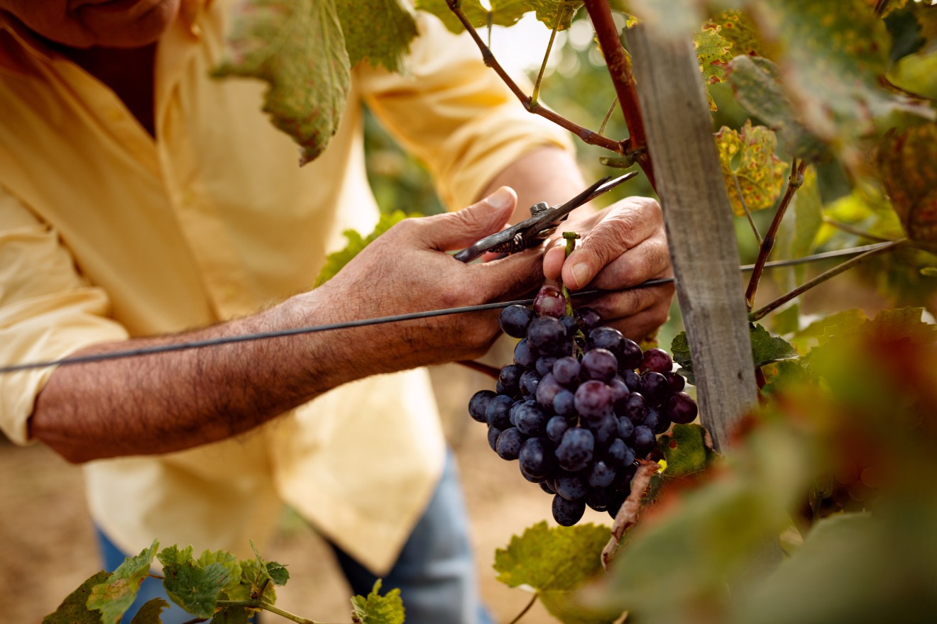 harvest season, cutting grapes from the vine