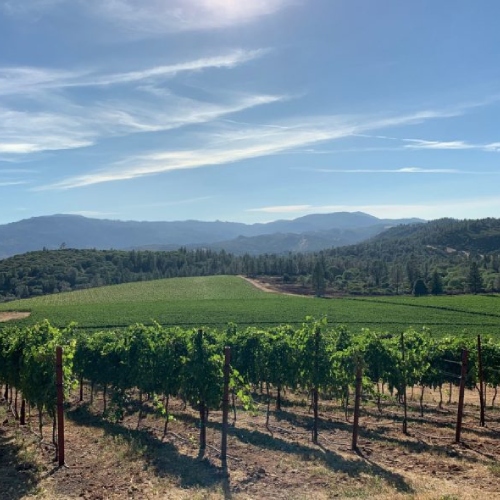 Wild Diamond Vineyards