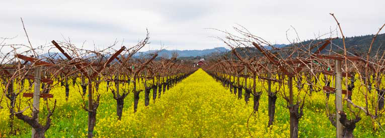 Now This is How You Host a Home Wine Tasting Party!