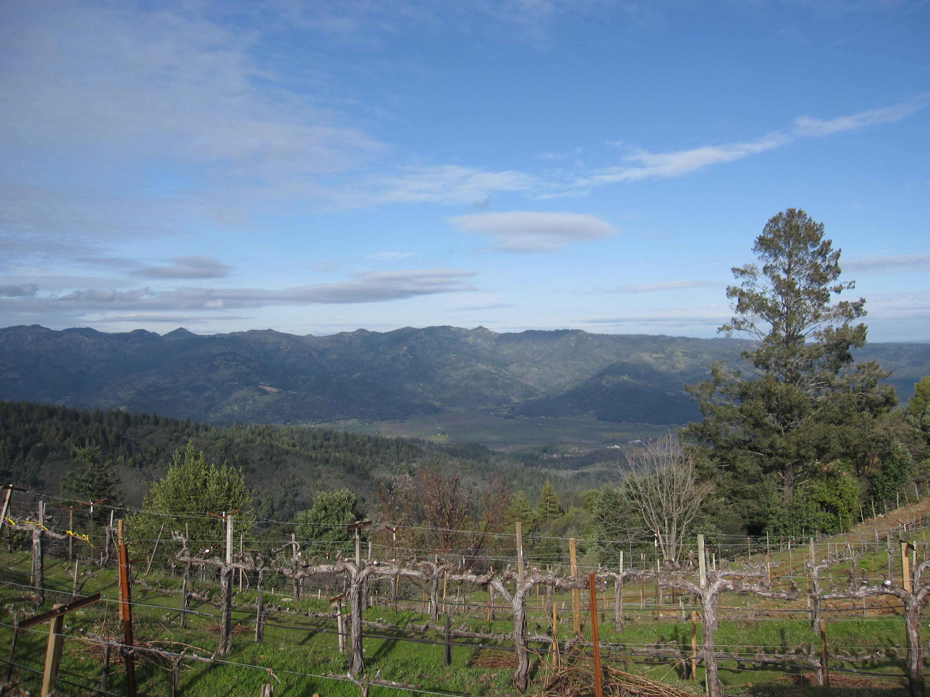 Napa Valley mountain wines