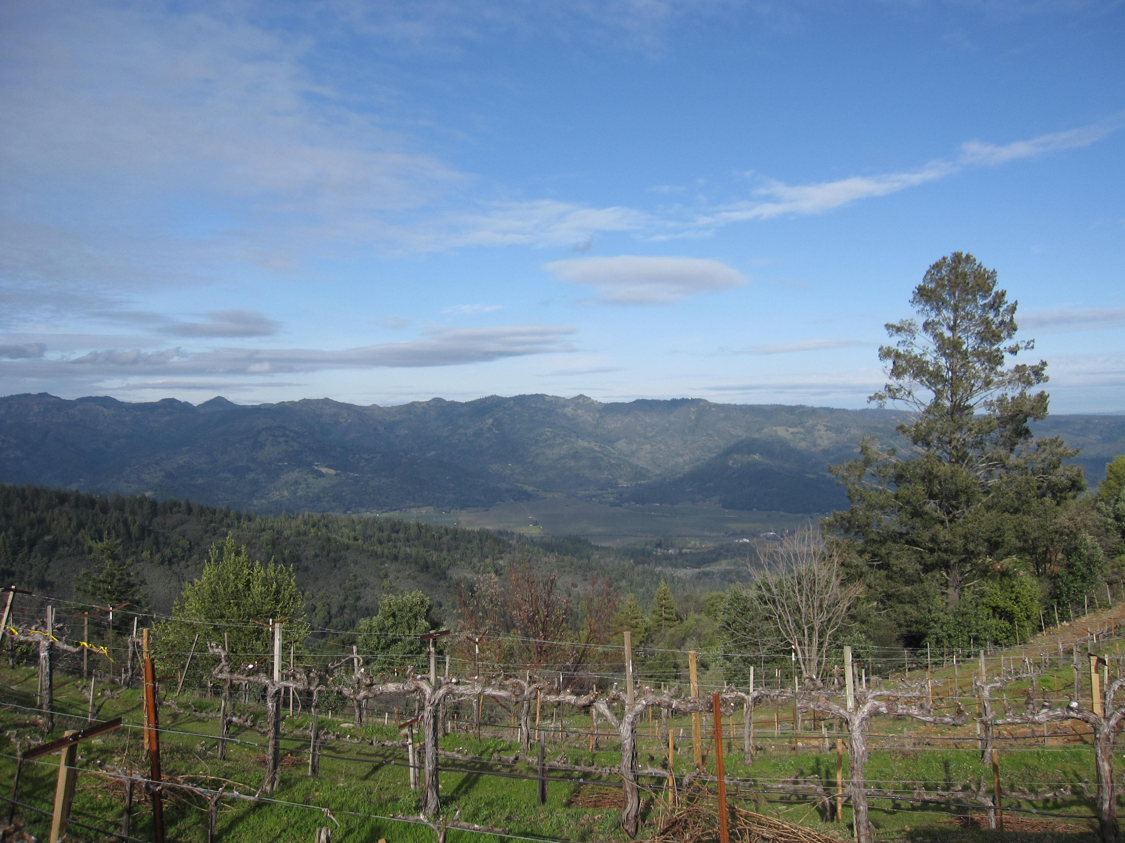 Napa Valley Wine Reviews and Ratings