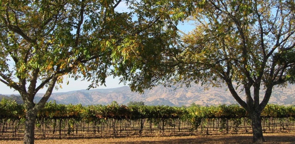 10 Tips for a Healthy Napa Valley Vacation