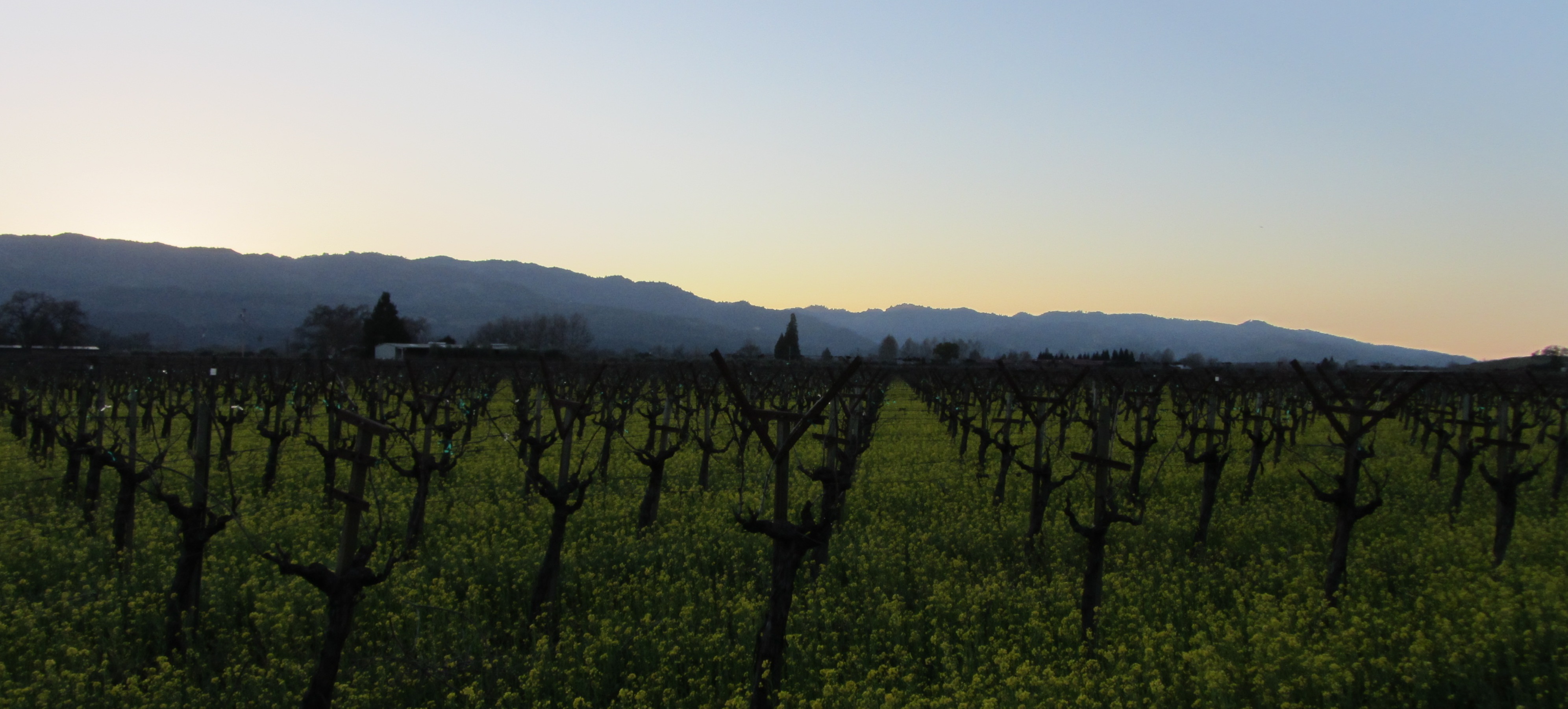 Is Napa Valley Changing?